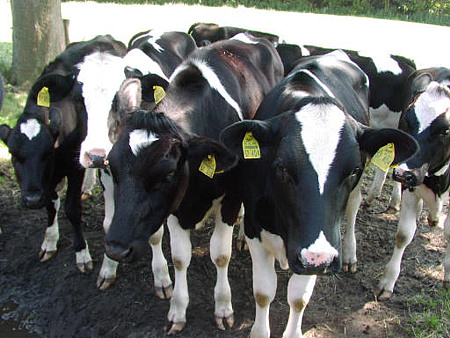 Foto aus der Fotogruppe 