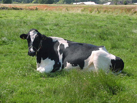 Foto aus der Fotogruppe 